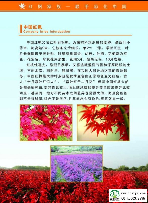 河南印刷廠：紅楓家族 宣傳畫冊