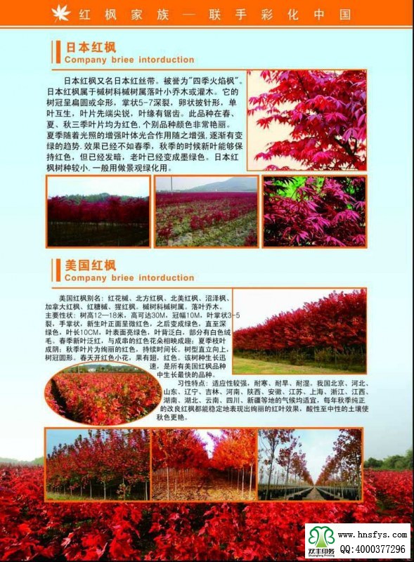 河南印刷廠：紅楓家族 宣傳畫冊